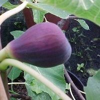 Ficus carica ‘LSU Purple’ - Fig